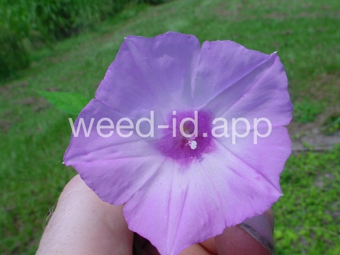 morningglory, sharppod/cotton